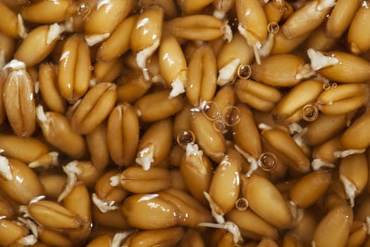 Sprouts of wheat seeds in water.