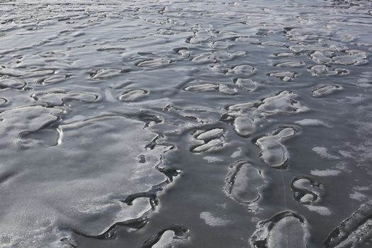 curlicue of melting ice in the early spring.