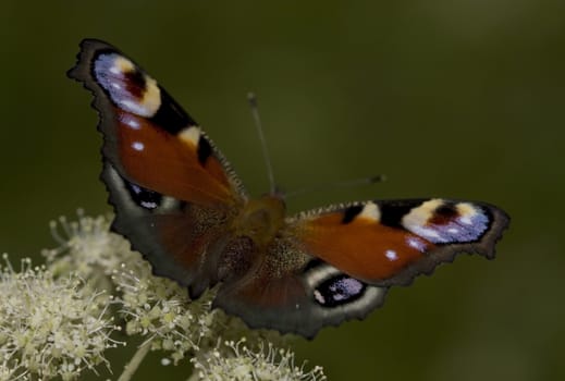 Motley butterfly sitting on a flower forest.