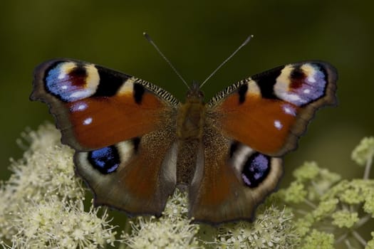 Motley butterfly sitting on a flower forest.