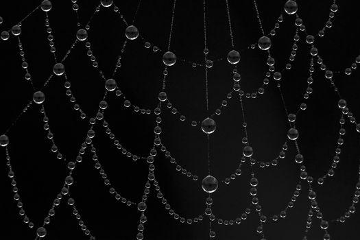Dew drops on a spider web on a black background.