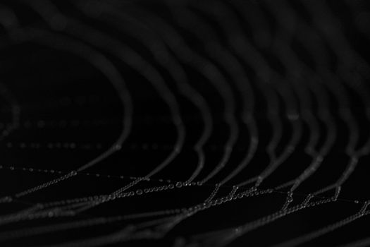 Dew drops on a spider web on a black background.