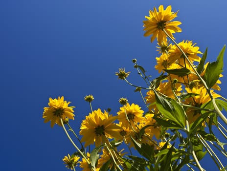 Yellow flowers on blue sky in autumn.