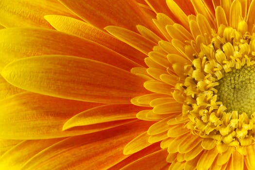 orange gerbera flower closeup with petals and stamens.