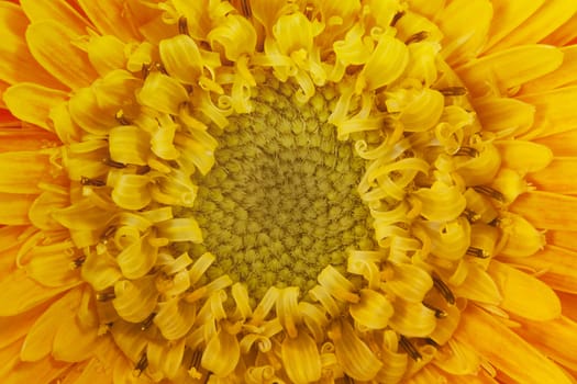 orange gerbera flower closeup with petals and stamens.