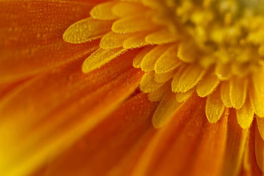 orange gerbera flower closeup with petals and stamens in the drops of dew.