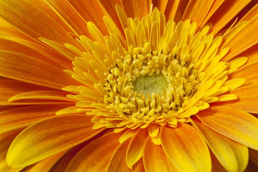 orange gerbera flower closeup with petals and stamens.