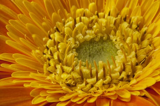 orange gerbera flower closeup with petals and stamens.