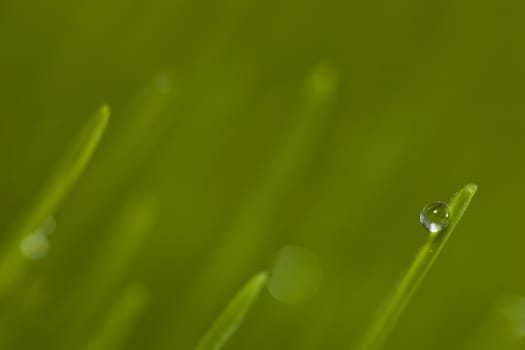 green grass with dew drops.