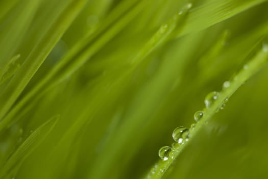 green grass with dew drops.