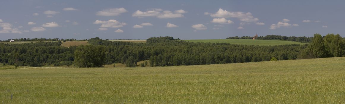 Panorama summer landscape with field and forest.