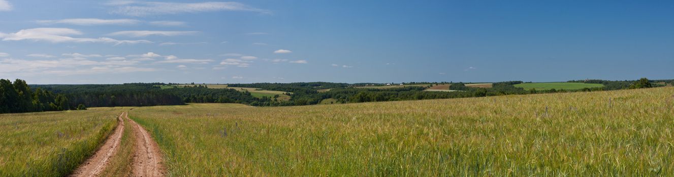 Panorama summer landscape with field and forest.