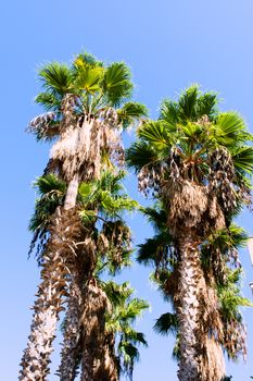 The tops of the date palm photographed against blue sky