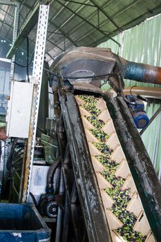 The conveyor during operation sends the olives washing before squeeze oil