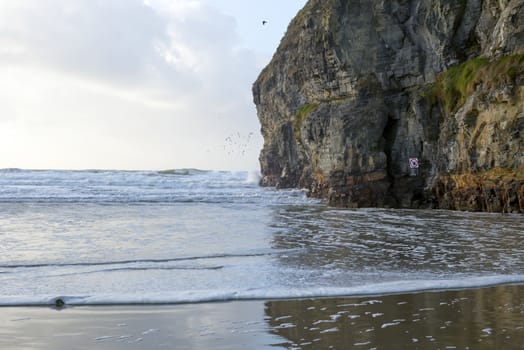 birds waves and cliffs on the wild atlantic way in Ballybunion county Kerry Ireland