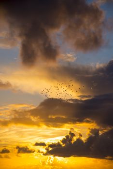 flocks of starlings flying into a bright orange sunset sky in the wild atlantic way