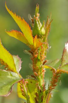 Aphids on young seedling roses