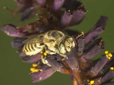 Bee are fed intensively on flower.Half the head is in bloom