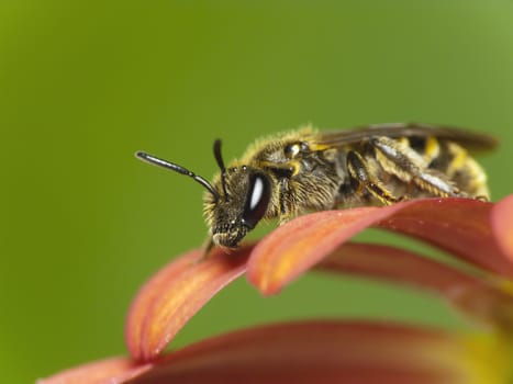 Bee on flowers-macro photos