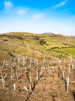 vineyards on the hills in spring, Soave, Italy