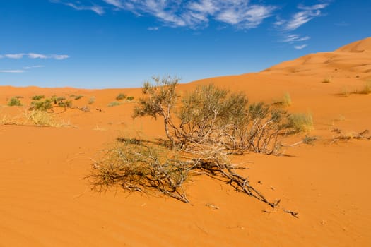 small green Bush growing on the sand in the Sahara desert Morocco