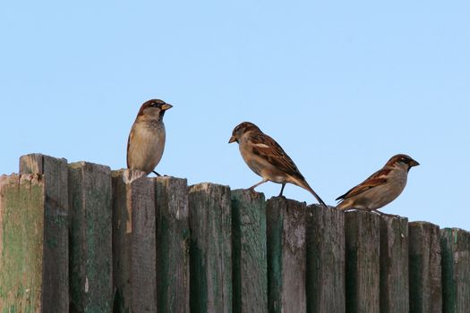 three small sparrows on the  wood fence