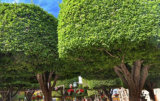 Jardin Town Tree Square San Miguel de Allende Mexico. 