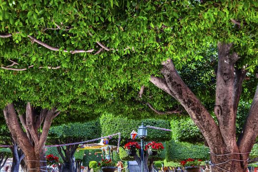 Jardin Town Tree Square San Miguel de Allende Mexico. 