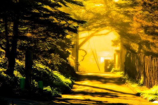 pathway with beautiful sunlight