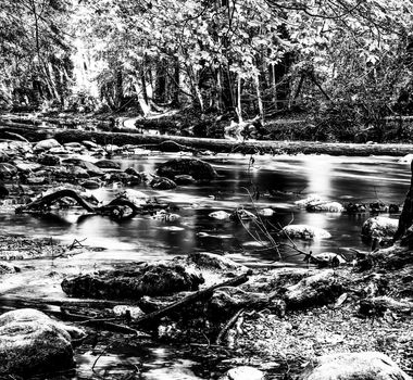 river in the forest in black and white