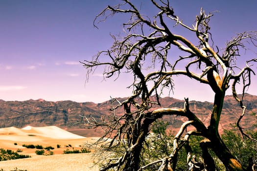 tree at the Death Valley national park,USA