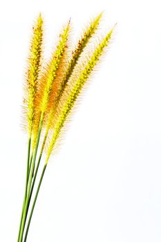 grass isolated on white background 