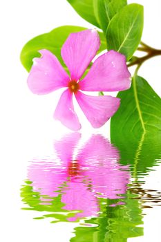 Beautiful pink flower white background 