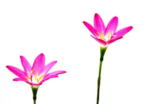 Flower isolated over white background 