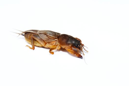 Mole cricket isolated on white background 