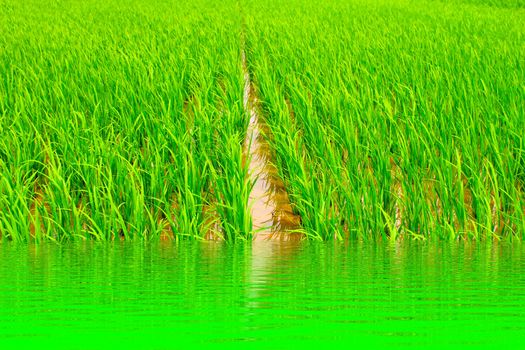 paddy rice in field 