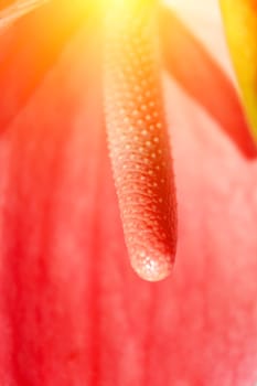 red flower blooming