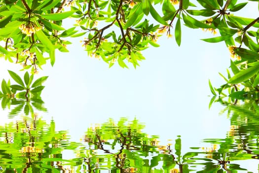 flowers and leaves on a blue background