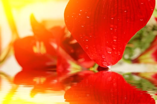 beautiful red lily 
