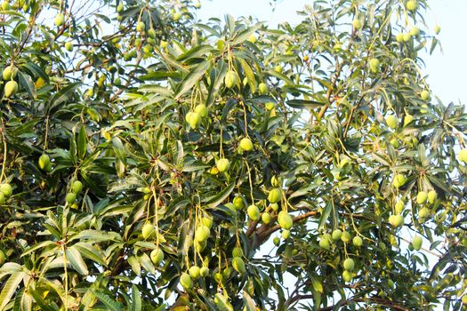 mango on the tree