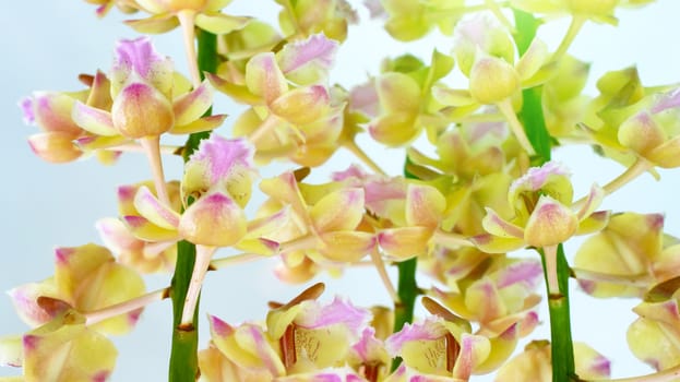 orchid isolated on white background