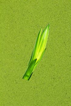 Duckweed background