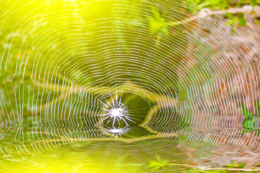 Spider 