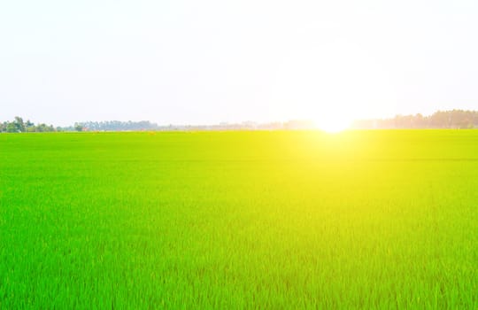Green field under blue sky 