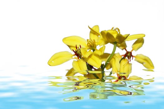 Spring yellow of the white background 