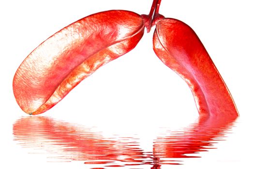 Dried red hot  isolated on white