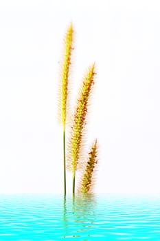 grass isolated on white background 