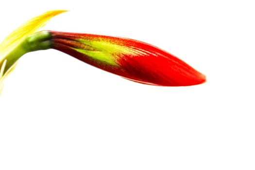 red flowers isolated on white background
