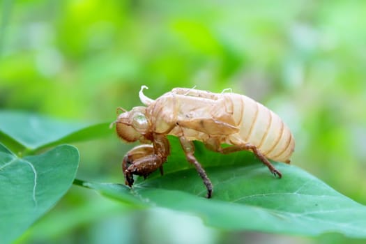 determine cicadas on leaves