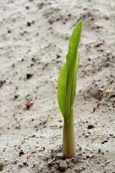 seedlings grown in sand